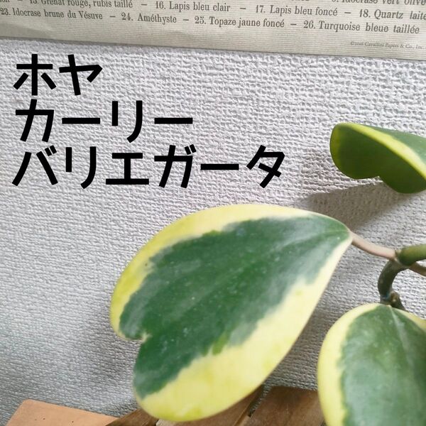 【送料無料】ホヤ カーリー バリエガータ 斑入り 観葉植物 ハートホヤ