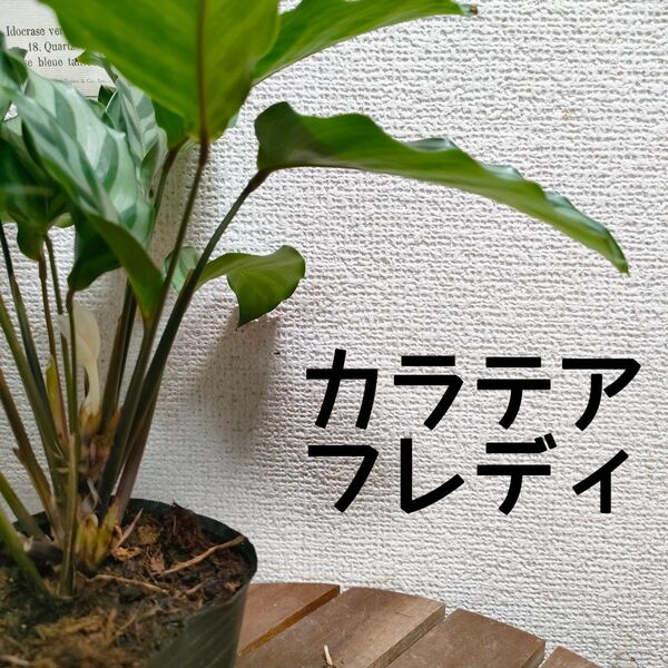 【送料無料】カラテア フレディ 苗A 観葉植物 インテリアに