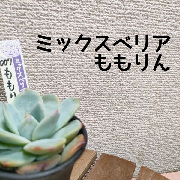 【送料無料】ミックスベリア ももりん 札付き おらいさん苗 多肉植物