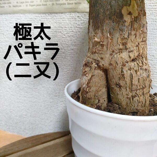 【送料無料】 パキラ 極太 ごんぶと 二又 観葉植物 インテリア