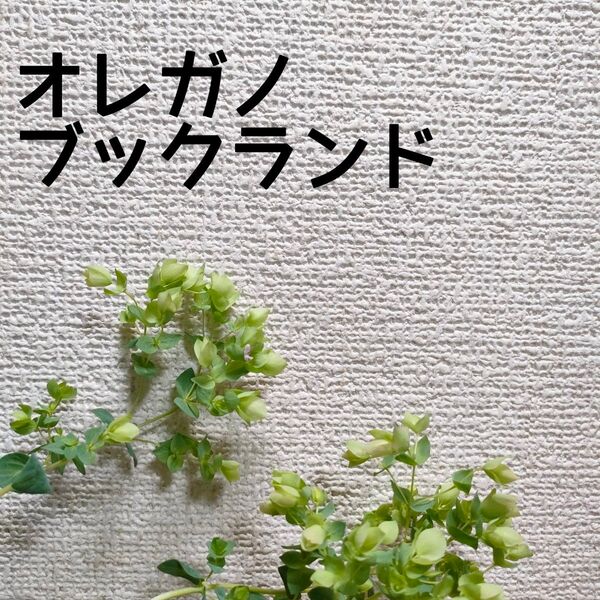 【送料無料】オレガノ ブックランド 苗A ハーブ 花オレガノ 切り花 ドライ