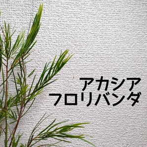 【送料無料】アカシア フロリバンダ 苗木 ガーデニング シンボルツリー