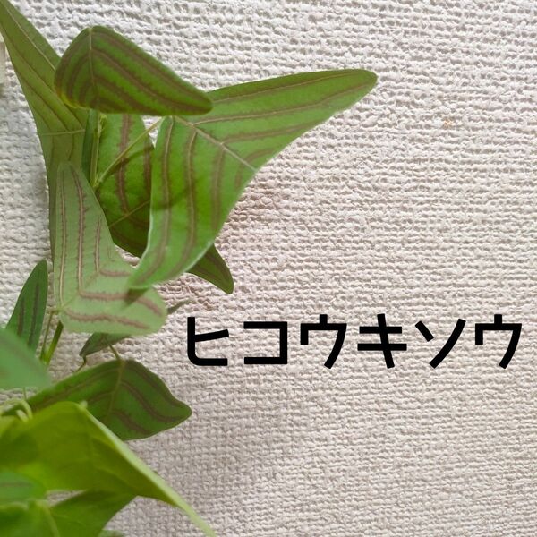 【送料無料】ヒコウキソウ ヒコウキ草 苗B 観葉植物 インテリアに