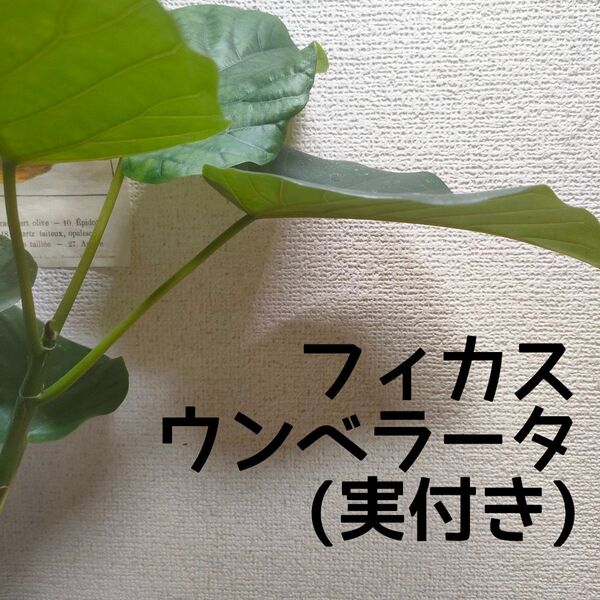 【送料無料】フィカス ウンベラータ 実付き 苗木A 観葉植物 インテリアに