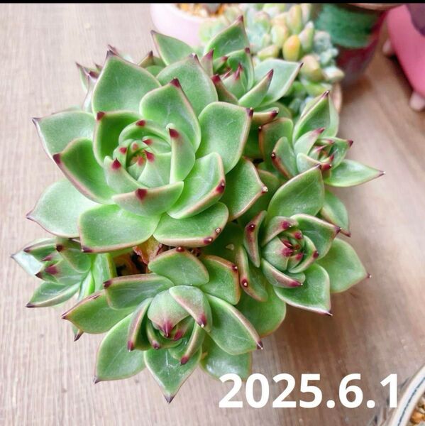多肉植物 エケベリア ブルードラゴン 整株群生 抜き苗 レア 発根した