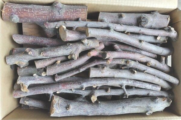 リンゴの薪 13kg 乾燥済み りんご アウトドア キャンプ 焚き火 薪ストーブ