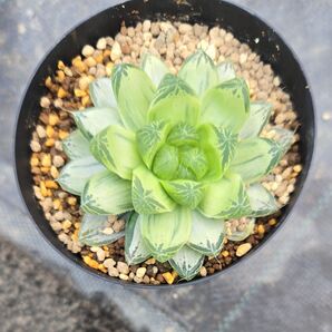 ハオルチア 白銀の露