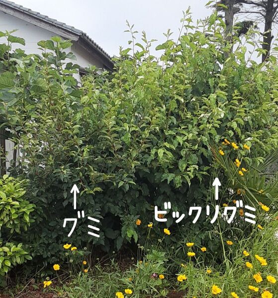 匿名発送 ビックリグミ.グミ 挿し木用 枝 6本