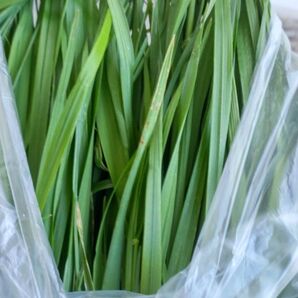 安全無農薬 熊本県 生牧草イタリアン 100g+α 家族にごちそう 牧草の香り