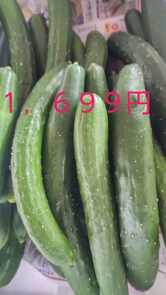 2名様限定 1,699円 熊本県産 漢方水 訳あり きゅうり 箱込みで約2キロ