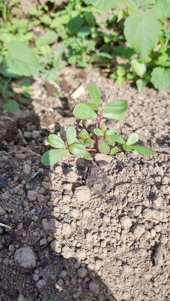 熊本県 無農薬の畑より スベリヒユ苗 10本 グルタチオン