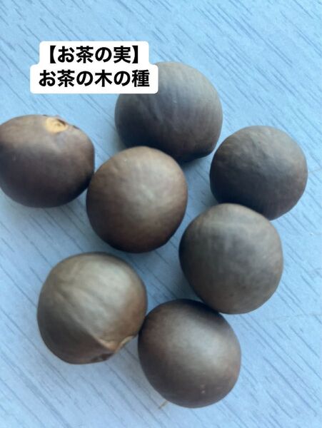 お茶の実、お茶の木の種