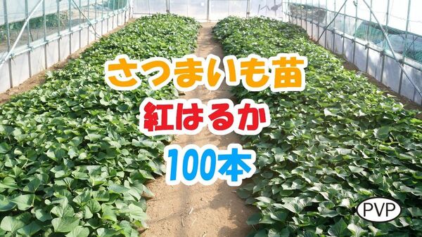 紅はるか苗 100本 / 即日~翌日発送 / 発送日相談可 / べにはるか / サツマイモ苗 / さつまいも苗【BH006】