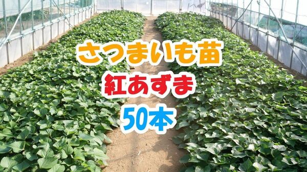 紅あずま苗 50本 / 即日~翌日発送 / べにあずま / サツマイモ苗 / さつまいも苗【BA001】