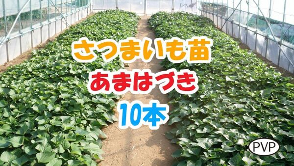 あまはづき苗 10本 / 即日~翌日発送 / サツマイモ苗 / さつまいも苗【AH001】