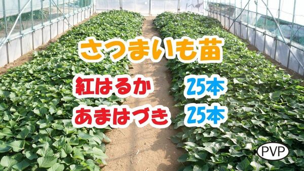 紅はるか苗・ あまはづき苗セット 各25本計50本 / 即日~翌日発送 / サツマイモ苗 / さつまいも苗【BHAH001】