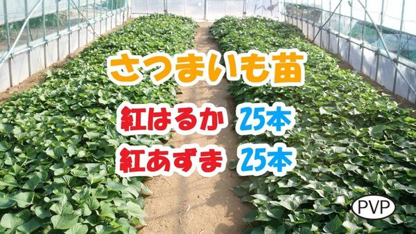 紅はるか苗・ 紅あずま苗セット 各25本計50本 / 即日~翌日発送 / サツマイモ苗 / さつまいも苗【BH001】