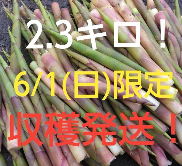 根まがり竹 タケノコ 山菜 2.3キロ 北海道産 ネマガリダケ