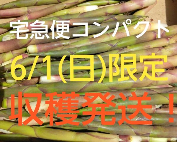 根まがり竹 タケノコ 山菜 宅急便コンパクト満タン 北海道産 細めネマガリダケ