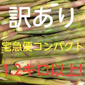 細め根まがり竹 2.3キロ ネマガリダケ 山菜 道産 たけのこ