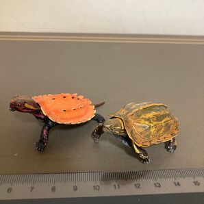 週刊日本の天然記念物リュウキュウヤマガメ2体(難アリ)