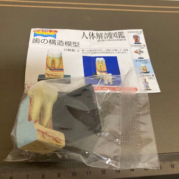 人体解剖図鑑 歯の構造模型