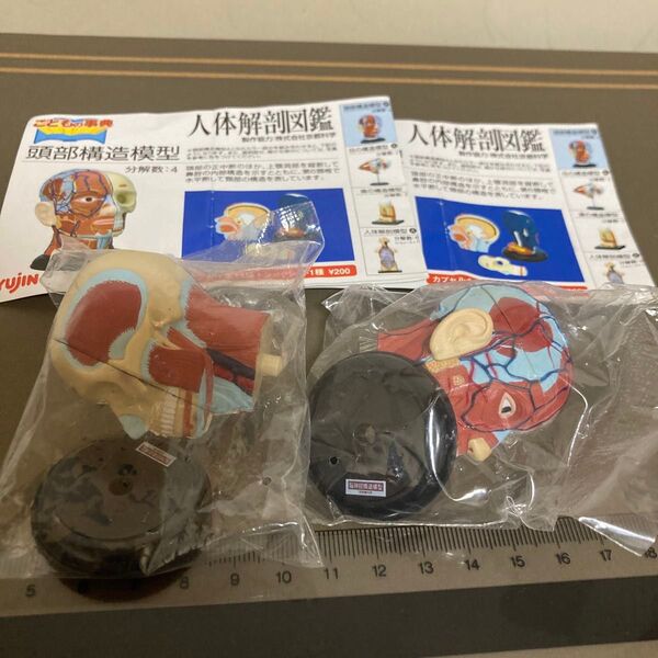 人体解剖図鑑 頭部構造模型セット