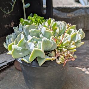 多肉植物 トップシータービーの寄せ植え