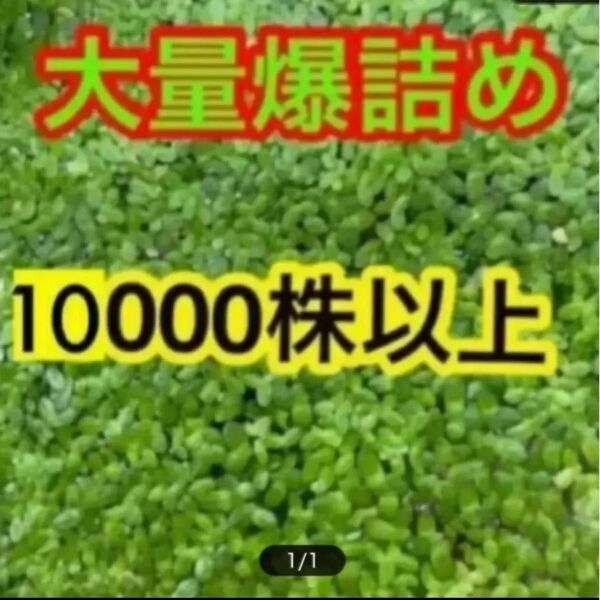 無農薬 アオウキクサ 大量 10,000株以上 金魚エサ