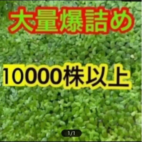 無農薬 アオウキクサ 10,000株以上 金魚等の栄養補給に