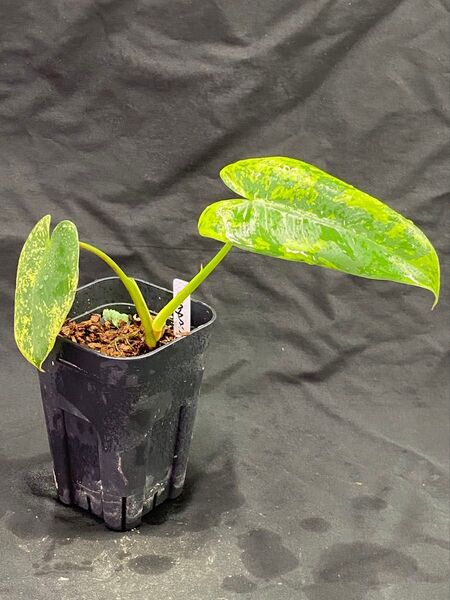 フィロデンドロン イラセマニー美斑 子株 Philodendron Ilsemanii Variegata