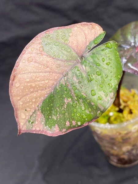 アロカシア セレンディピティ ピンクバリエガータ Alocasia