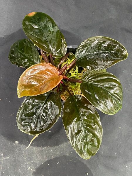 ホマロメナ レッドリーフHomalomena Red leaf AZ0823-2