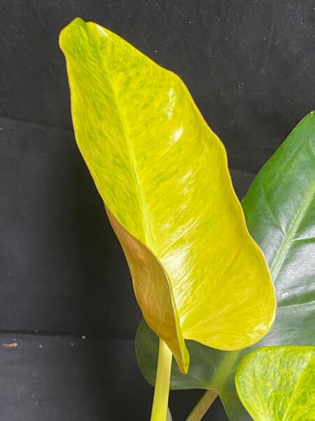 フィロデンドロン ハイブリッド ‘カルキンスゴールド‘PHILODENDRON hybrid `CALKINS GOLD`