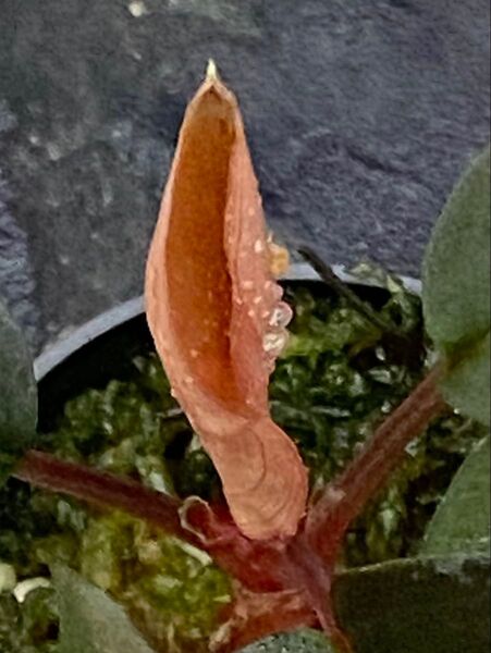 ホマロメナ レッドベルベット Homalomena Red Velvet wf1