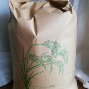 令和6年 玄米10㎏ コシヒカリ 茨城県産