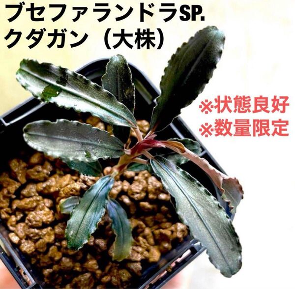 ◆特◆ブセファランドラ・クダガン大 #ブセさかな屋 kedagang クダカン Bucephalandra ブセファランドラ