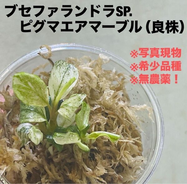 ◆特◆ブセファランドラsp.ピグマエアマーブル バリエガータ #ブセさかな屋 Bucephalandra