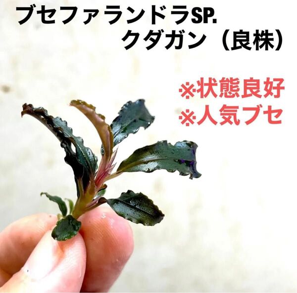 ◆特◆ブセファランドラSP.クダガン(良株) #ブセさかな屋 水草 Bucephalandra