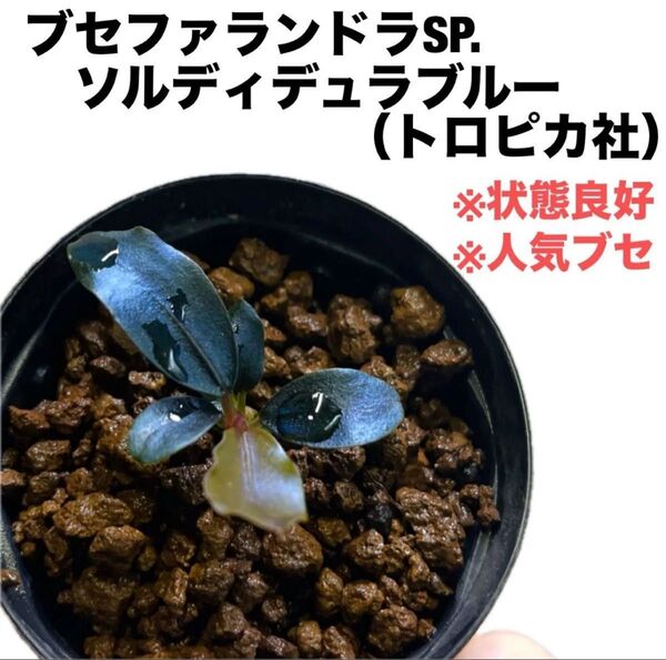◆特◆ブセファランドラSP.ソルディデュラブルー(トロピカ社) #ブセさかな屋