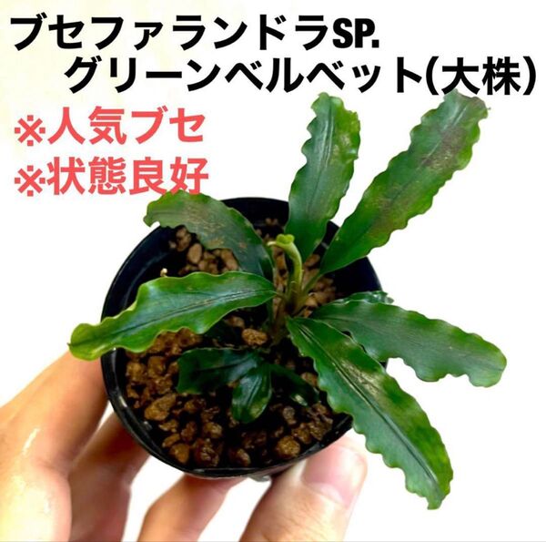 ◆ブセファランドラグリーンベルベット(大株) #ブセさかな屋 Bucephalandra ブセファランドラ