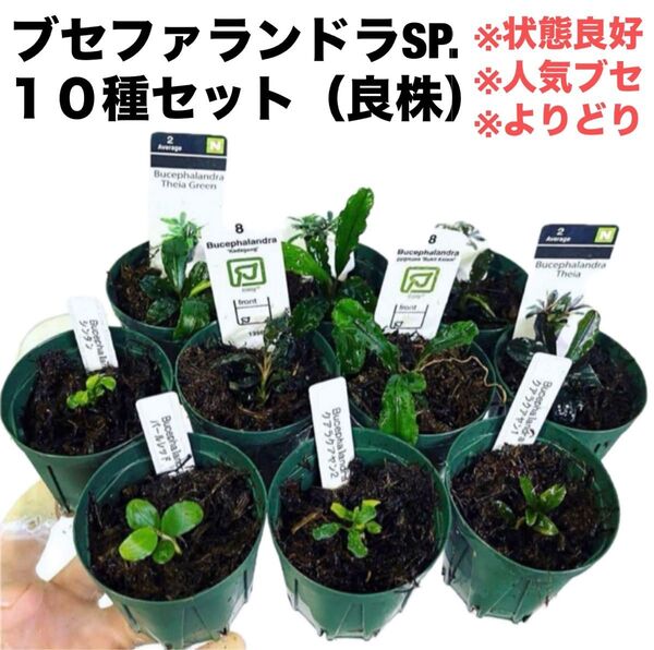 ◆特◆ブセファランドラSP.よりどり10セット(良株) #ブセさかな屋 クダカン