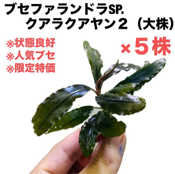 ◆特◆ブセファランドラSP.クアラクアヤン2(大株)×5株 #ブセさかな屋 水草 ブセファランドラsp