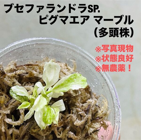 ◆特◆ブセファランドラsp.ピグマエアマーブル多頭 バリエガータ #ブセさかな屋