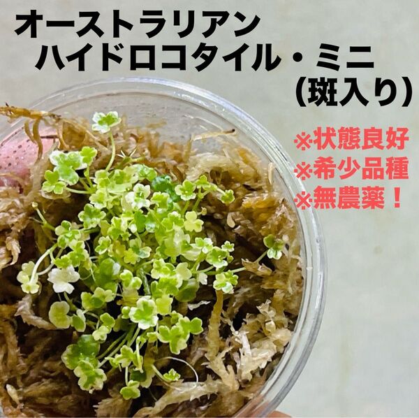 ◆特◆オーストラリアンハイドロコタイル・ミニ斑入り バリエガータ #その他さかな屋
