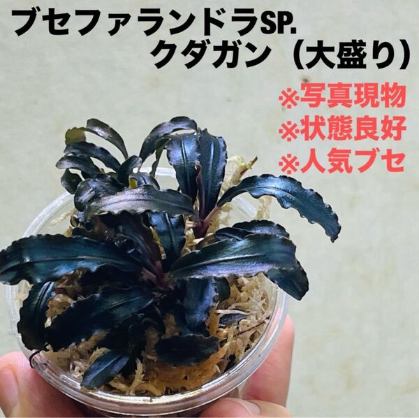 ◆特◆ブセファランドラSP.クダガン(大盛り) #ブセさかな屋 水草