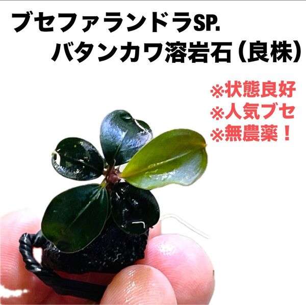 ◆特◆ブセファランドラSP.バタンカワ溶岩石(良株) #ブセさかな屋 水草 Bucephalandra ブセファランドラsp