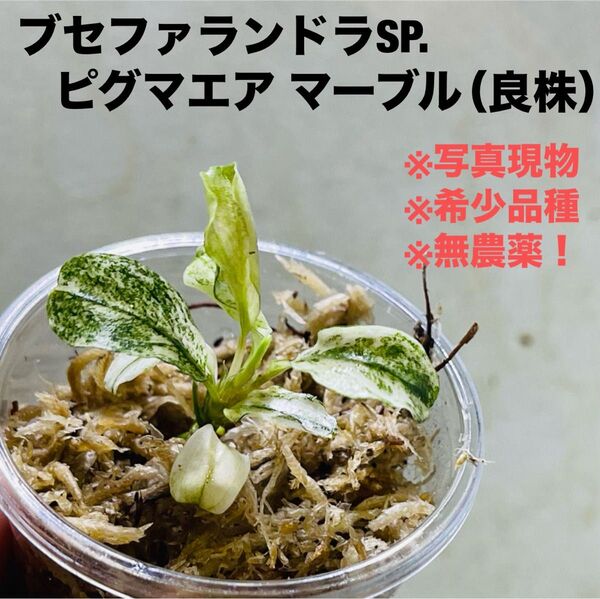 ◆特◆ブセファランドラsp.ピグマエアマーブル バリエガータ #ブセさかな屋
