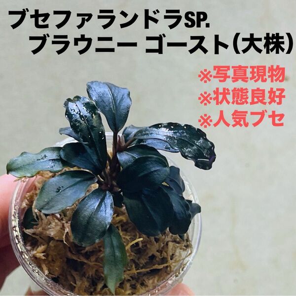 ◆特◆ブセファランドラSP.ブラウニーゴースト溶岩石(大株) #ブセさかな屋 Bucephalandra ブセファランドラ