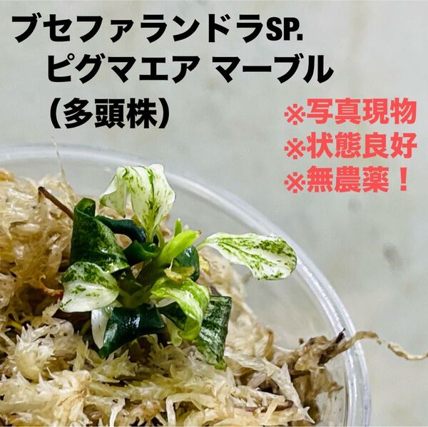 ◆特◆ブセファランドラsp.ピグマエアマーブル バリエガータ多頭 #ブセさかな屋